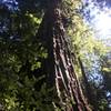 The Colonel Armstrong Tree: 308 feet tall and 1400 years old!