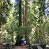 A quiet stretch of the Pioneer Nature Trail.