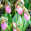 Pink Lady's Slipper Orchids at Pinhook Bog.