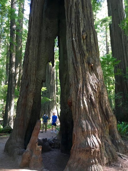 The redwoods frequently burn out on the inside, but the outside grows stronger and the tree can survive.