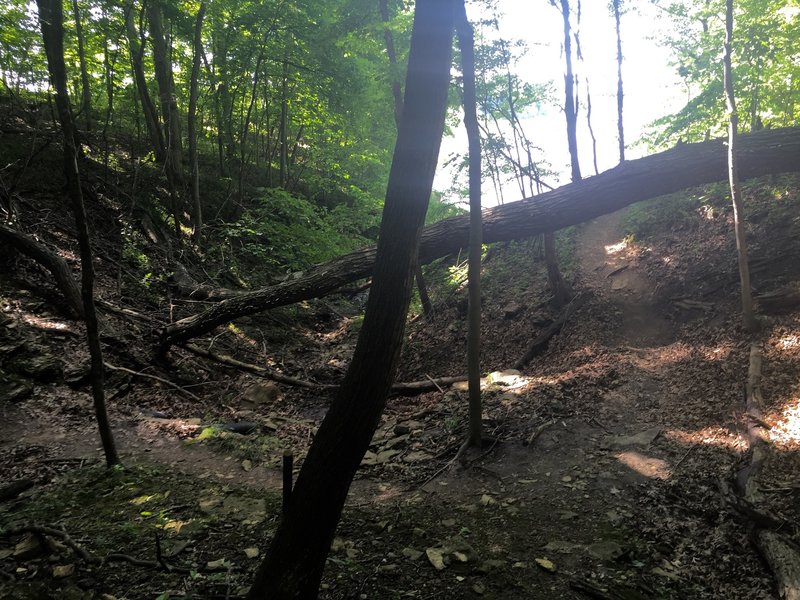The trail dips down into this drainage with some low clearance.