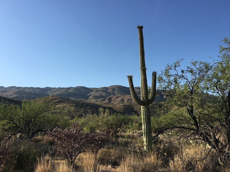 Saguaro blooming in June with Rincon Mountains in the background.