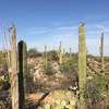 Old and new saguaros along the Deer Valley trail.