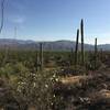Ocotillos, prickly pear, and saguaros are some of the desert plant life to view off the Deer Valley trail.