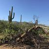 Old saguaro came to rest in a mesquite tree while other saguaros are flowering.