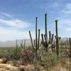 Flowering Saguaros along Carrillo trail. In the distance are the Santa Catalina Mountains.