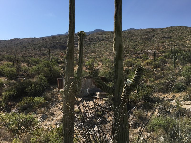 Flowering Saguaros with one of the water tanks. Please carry all your water. This is not a place to collect water.