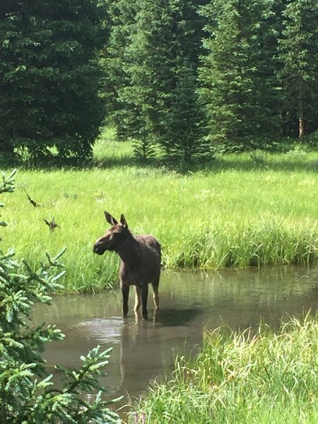 Loved this trail - got up close and personal with a moose. A wonderful trail for solitude.