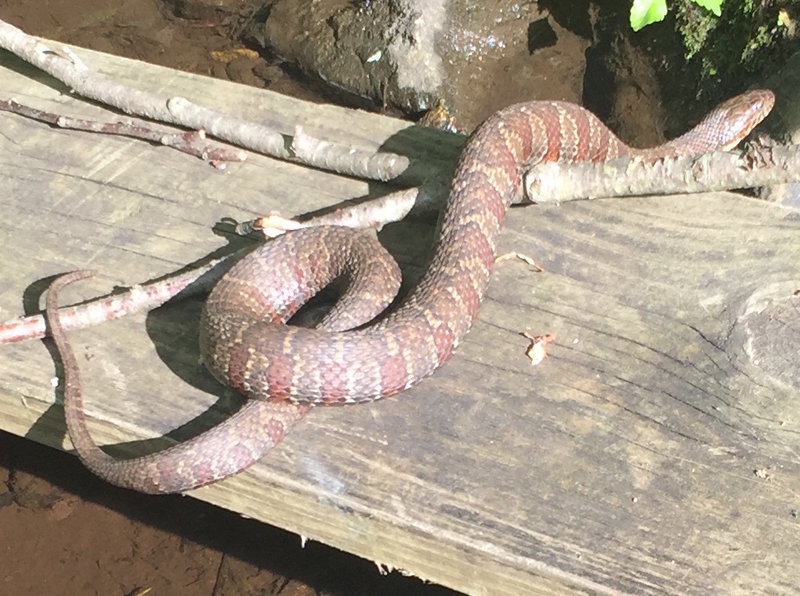 This snake was sunning itself on a plank of wood at the end of the lake on the other side of the path, down in the ravine.