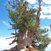 A beautiful, 2000+ year old limber pine; amazing!