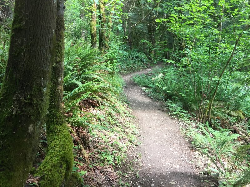 A sample of the well-built Margaret's Way Trail.