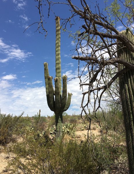 Many saguaros along the trail.