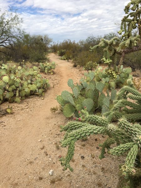 Cholla and Prickly Pear cactus along the Cholla trail.