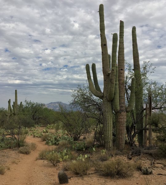 Clouds provide welcome shade in the Sonoran Desert.