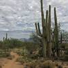 Clouds provide welcome shade in the Sonoran Desert.