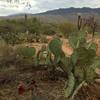 Red Saguaro fruits lies on the ground near a Prickly Pear cactus. Each Saguaro fruit holds over 2,000 seeds.