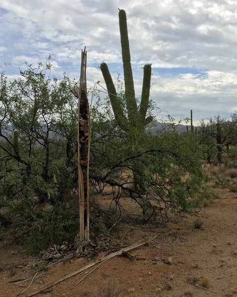 Saguaros, new and old, along Pink Hill trail.