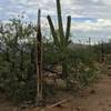 Saguaros, new and old, along Pink Hill trail.