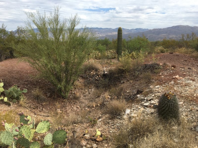 Two of Arizona's essentials, copper and cacti, can be viewed at the remains of the Loma Verde Mine.