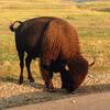 A bison nibbles at roadside greenery near the prairie dog town.