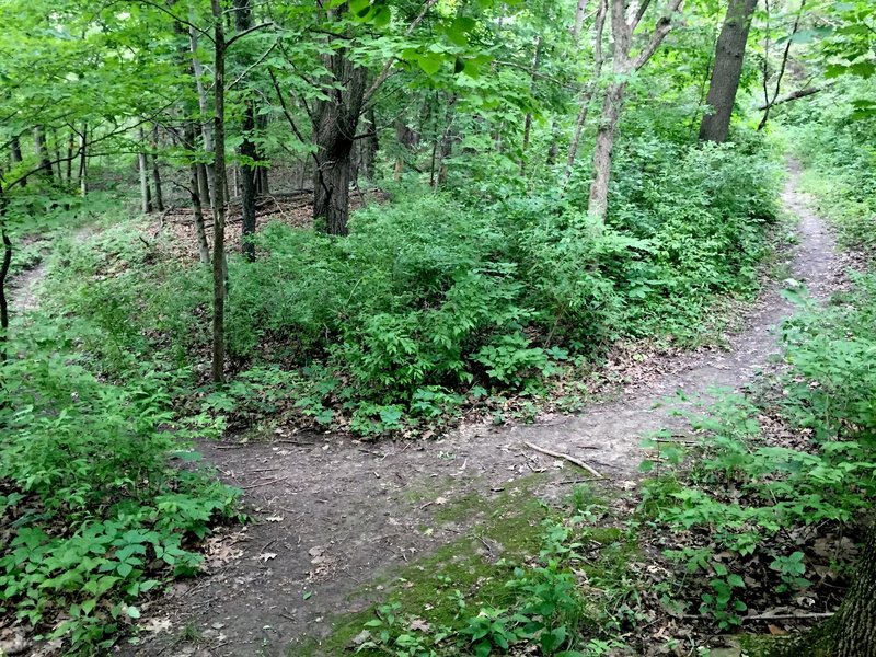 Intersection of Triangle Trail and Osprey Trail.