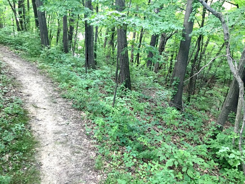 Triangle Trail traversing the rim of a ravine that drains to the Coralville Reservoir, visible through the trees at the top.