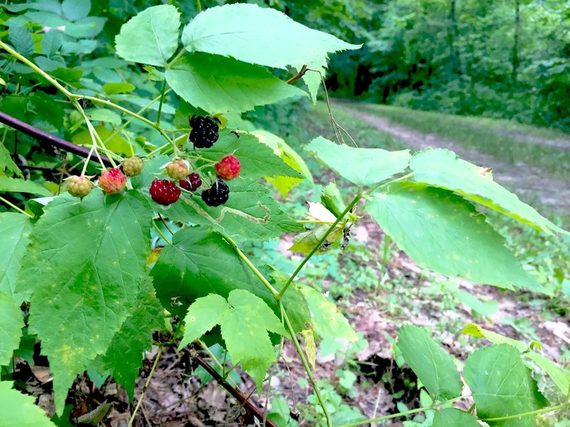 Blackberries on the Bird Blind Loop.