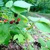 Blackberries on the Bird Blind Loop.