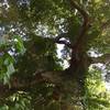 One of two very large, old-growth oaks near the beginning of the trail.