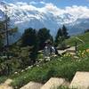 The wildflower study gardens - the "Alpengarten"