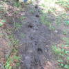 Moose tracks on the Windigo Nature Trail.