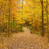 Pretty fall colors!