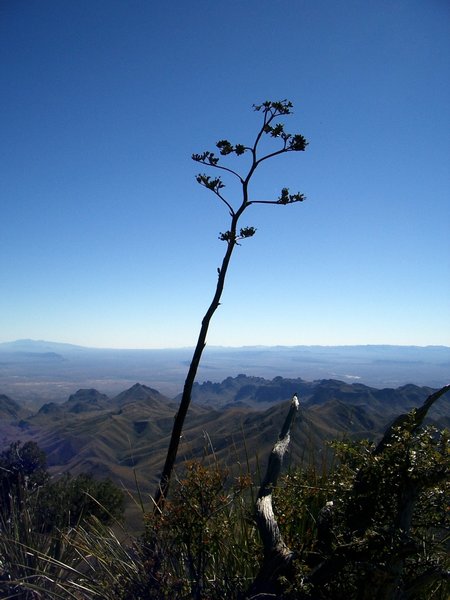 Southeast Rim Trail view of the Chisos Mountains. with permission from JustinB