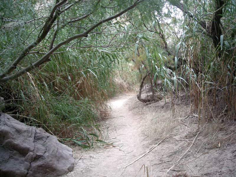 Heading through the reeds on the Santa Elena Canyon Trail. with permission from eliot_garvin