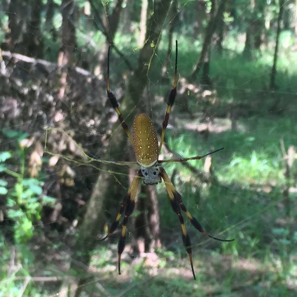 A Golden Silk Orb Weaver spider that you're likely to see from the Boardwalk Trail.