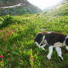 Dog tired at the end of a long day! He ate two suppers.