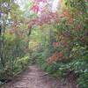 October trail run Paris Mountain Greenville, SC.