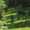 Two moose hanging out near the trail.