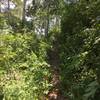 Butler Fork Trail.  Typical trail section.  Narrow path with heavy vegetation.  Photo on Aug 2, 2016