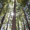 Towering Redwoods thrive in Huddart Park.