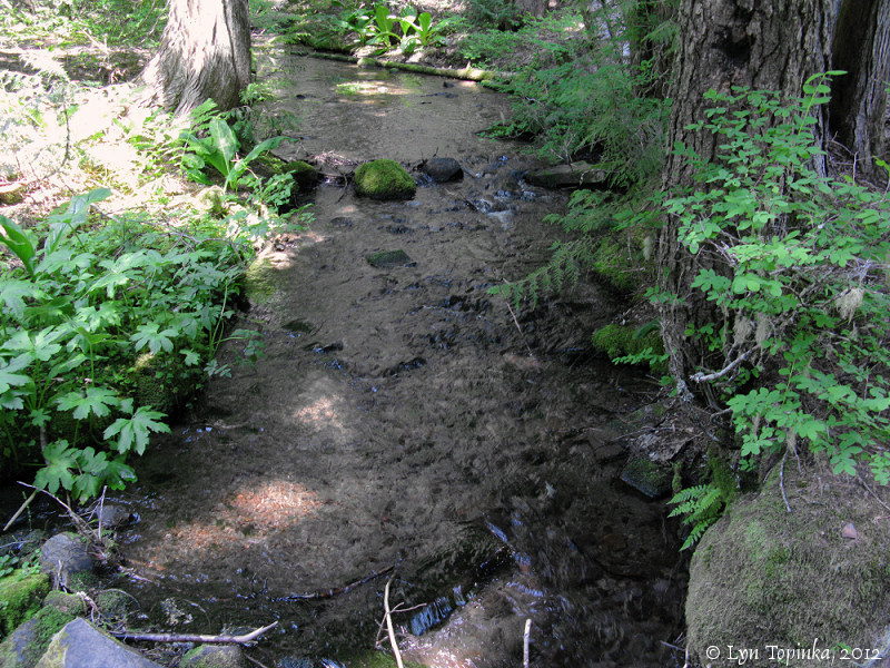 Still Creek along the Barlow Trail.  Photo by Lyn Topinka