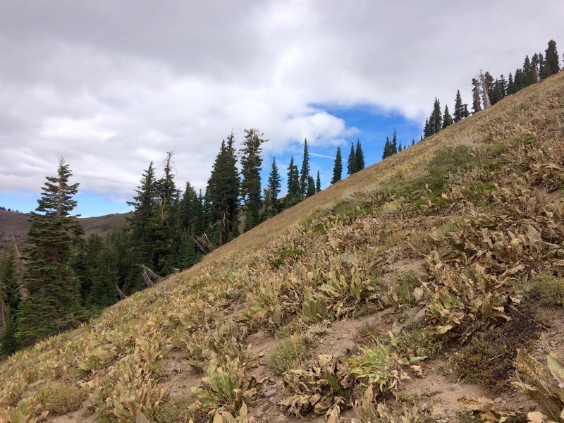Steep sloping along the Castle Peak Trail.