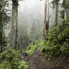 We had hoped for clear skies and majestic views of Mt. Baker, but I have to say this fog and rain was pretty cool too.