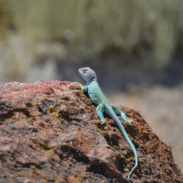 Petrified National Forest, little guy catching the rays.