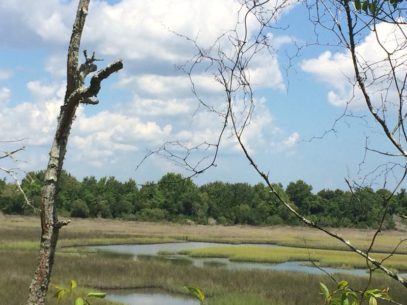 View of marsh from trail