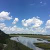 Another view of the marsh from the elevated platform.