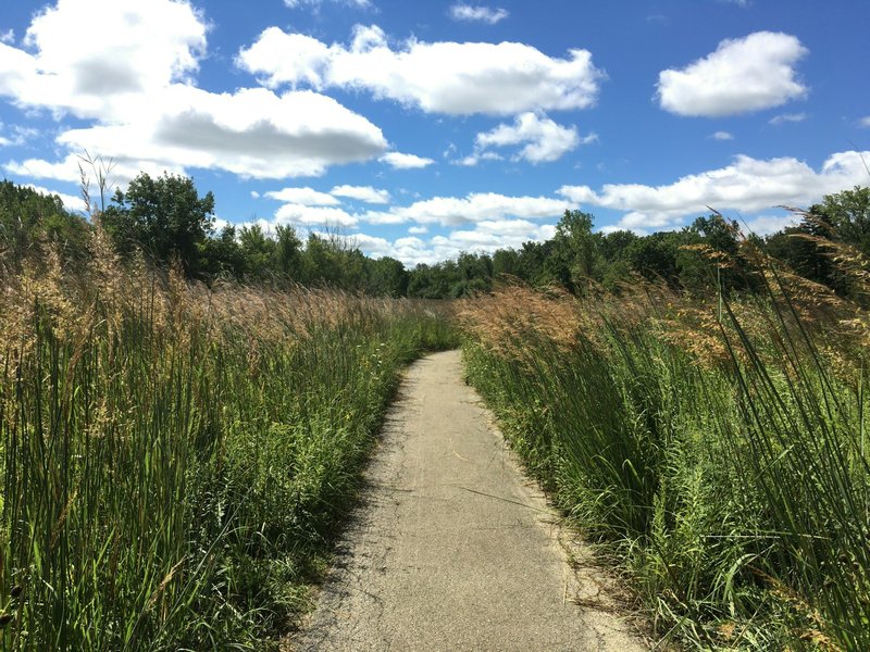 Paved path through prairie section. The grass is really tall this time of year! Spring Valley Nature Center 8/21/16
