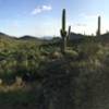 View of the Sonoran Desert along the Ironwood Forest trail.