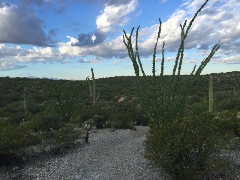 Ocotillo along the Cactus Forest Trail.