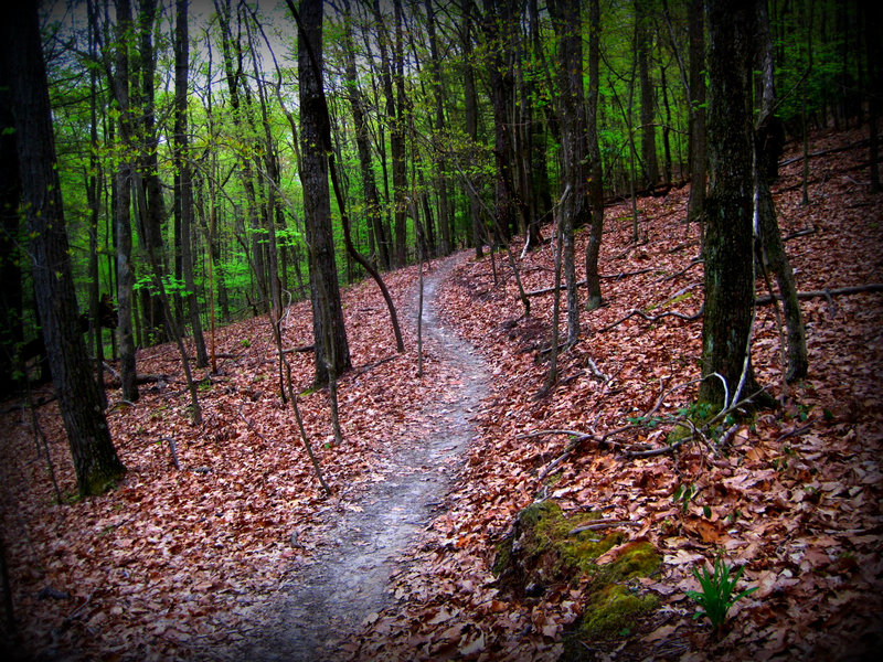 chestnut mtb trail